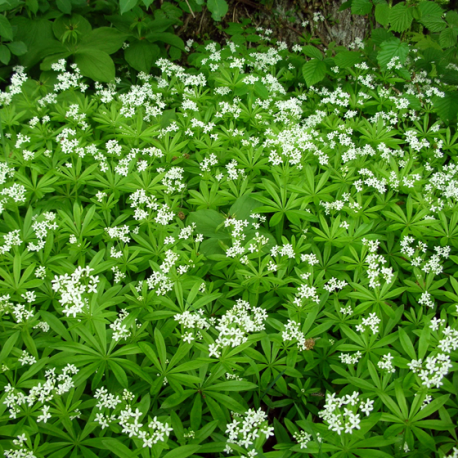 Armoise bio EPF 60 ml