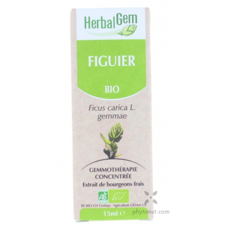 Figuier bourgeon