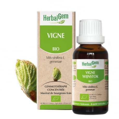 Vigne bourgeon 15 ml