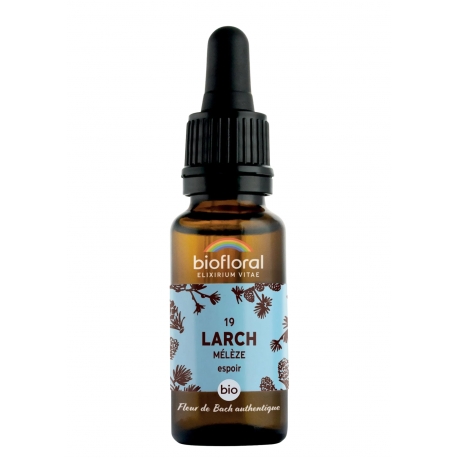 Mélèze (Larch)
