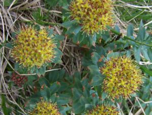 fleurs e rhodiola