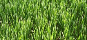 L Herbe De Ble Origines Composition Et Bienfaits Phytonut L Herbe De Ble Origines Composition Et Bienfaits Phytonut