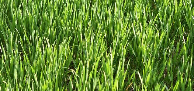 L'herbe de blé : origines, composition et bienfaits - Phytonut