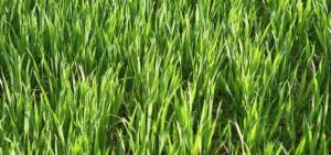 herbe de blé