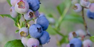 myrtille, un superfruit de l'été