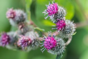 la barbane, grande plante de la détox automne