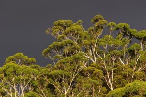 En automne, l'immunité pour l'hiverse renforc avec des plantes comme l'eucalyptus