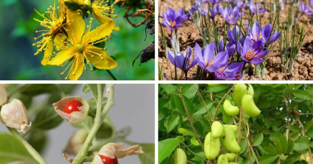 Photo de différentes plantes anti-stress : millepertuis, safran, griffonia et ashwagandha.