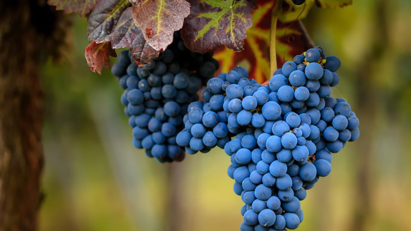 Grappe de raisin qui contient les pépins de raisin : extrait ou huile ?