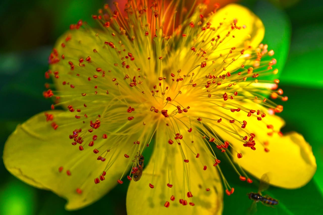 Millepertuis en fleur : bienfaits et contre-indications de la plante.