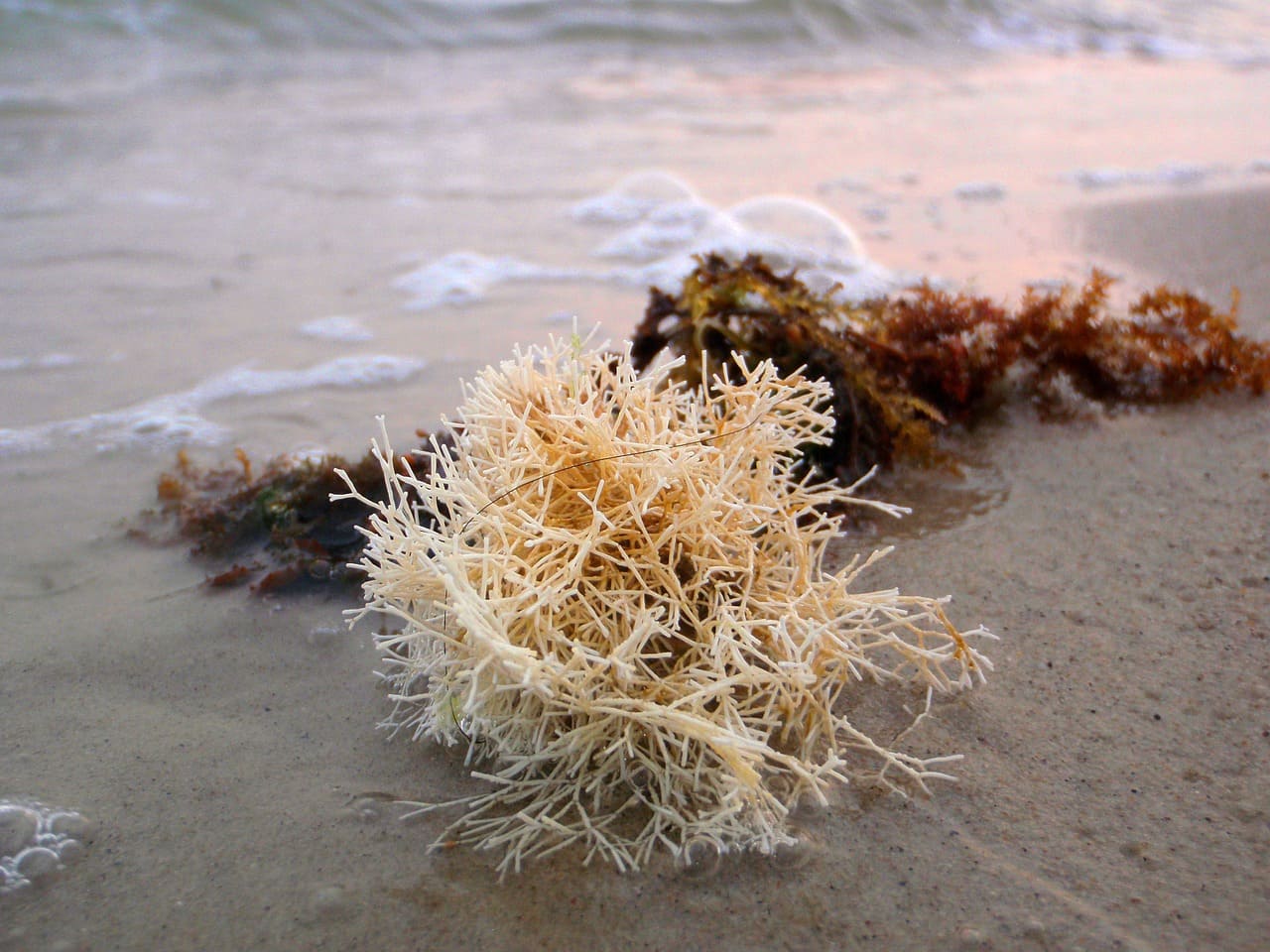 Différentes algues marines sur la plage.