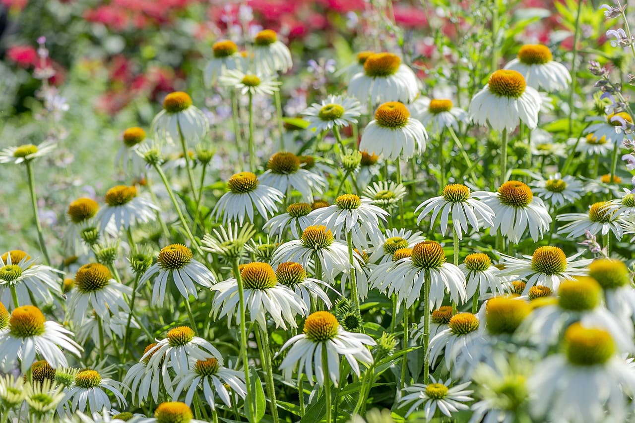 Champ d'Échinacée : bienfaits de cette plante.