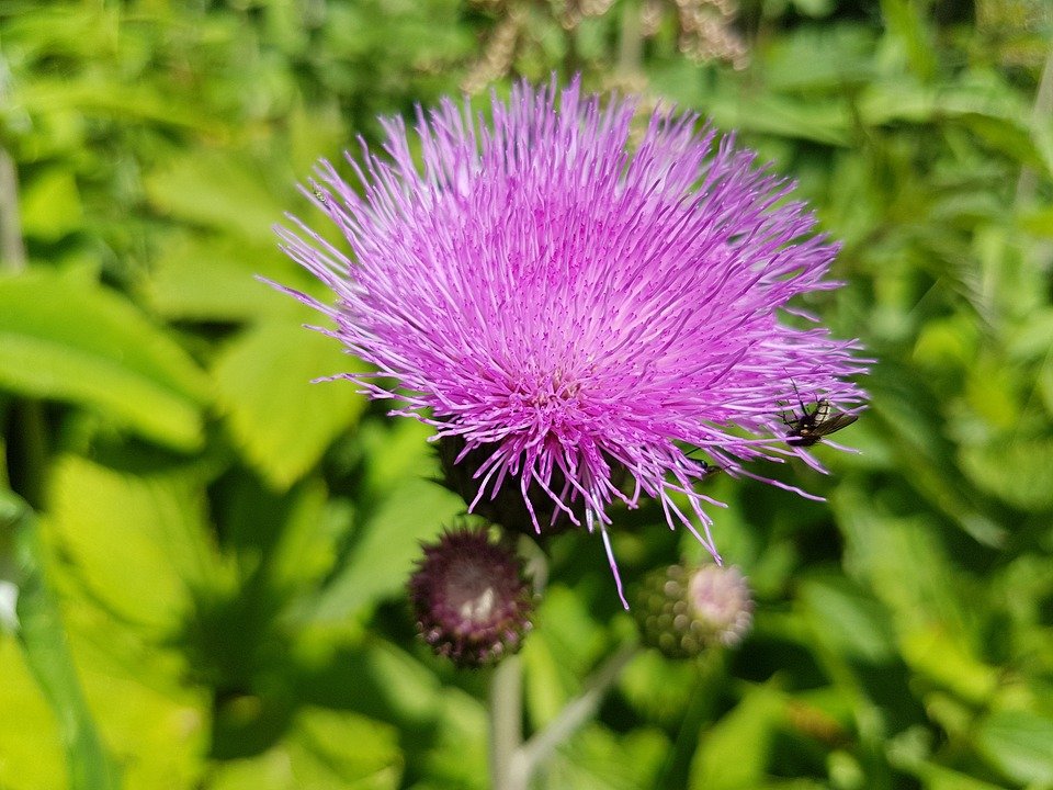 Chardon-Marie : bienfaits de cette plante.