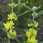 Astragale en fleur : bienfaits et contre-indications de cette plante.