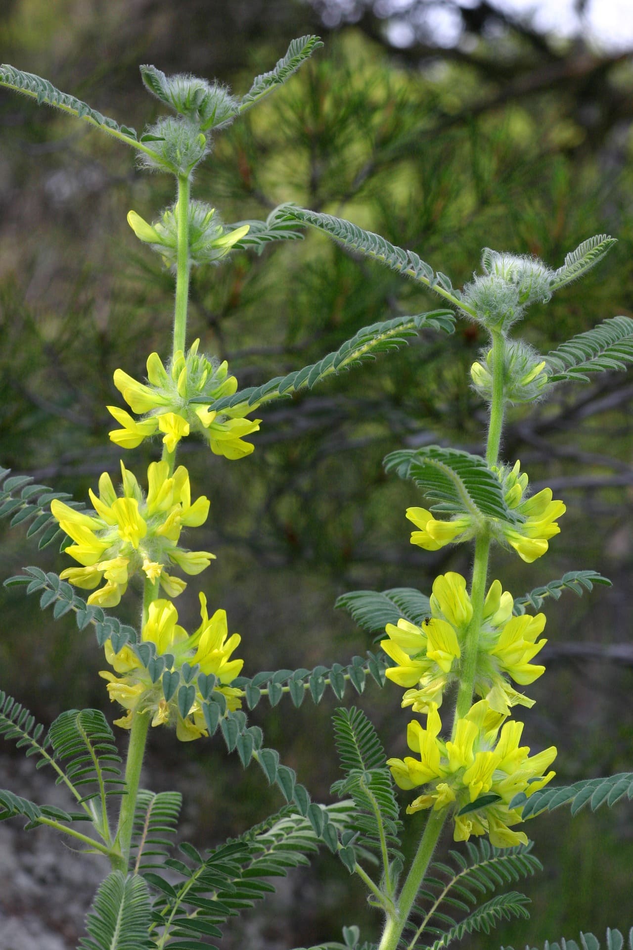 Astragale en fleur : bienfaits et contre-indications de cette plante.