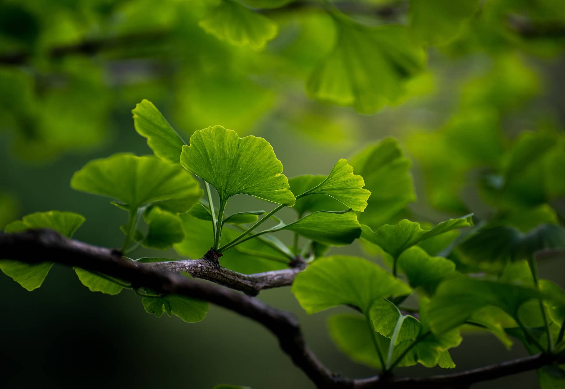 Feuilles de Ginkgo biloba : bienfaits et vertus de cette plante.