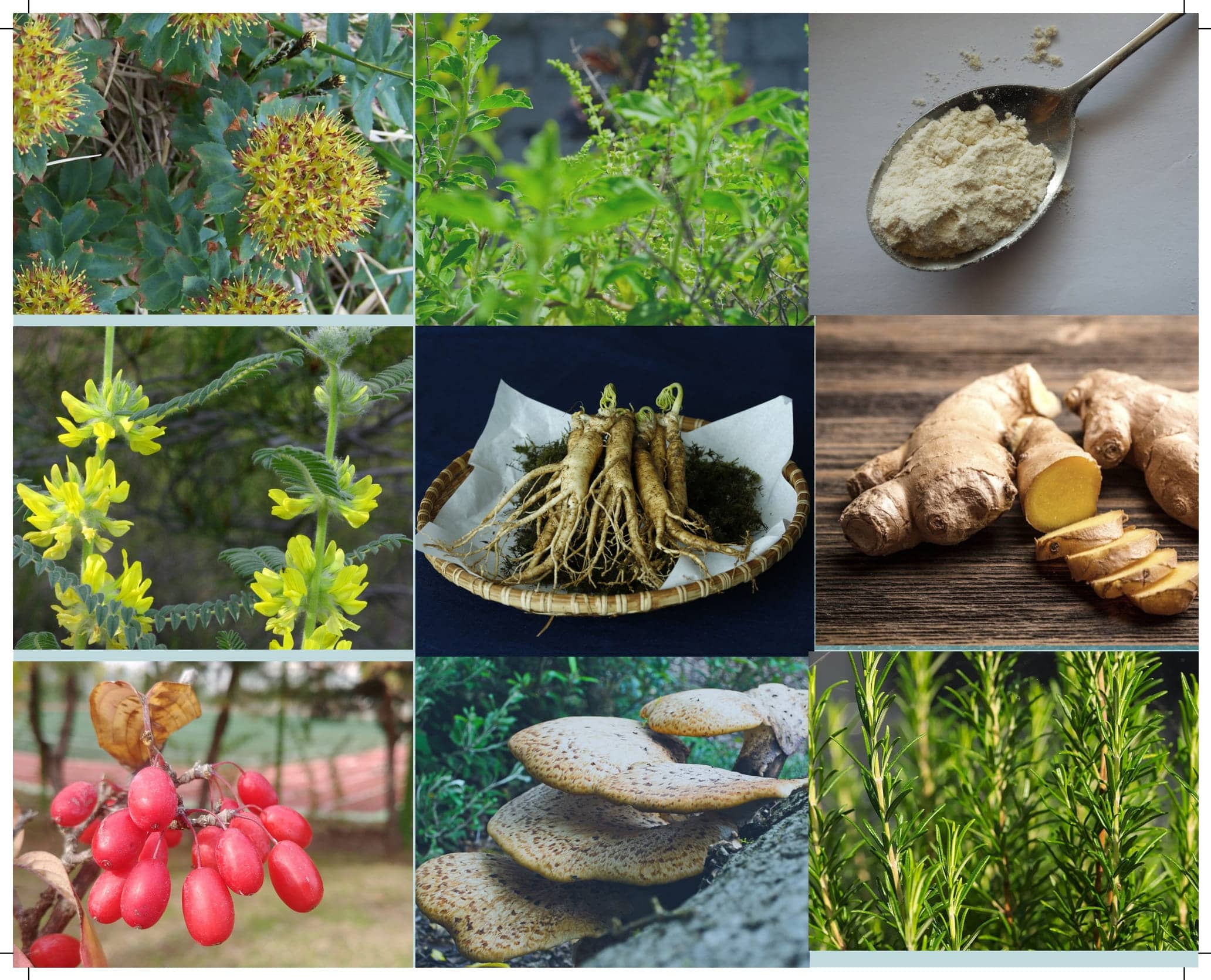 Plante ou champignon adaptogène : définition et bienfaits des différentes espèces.