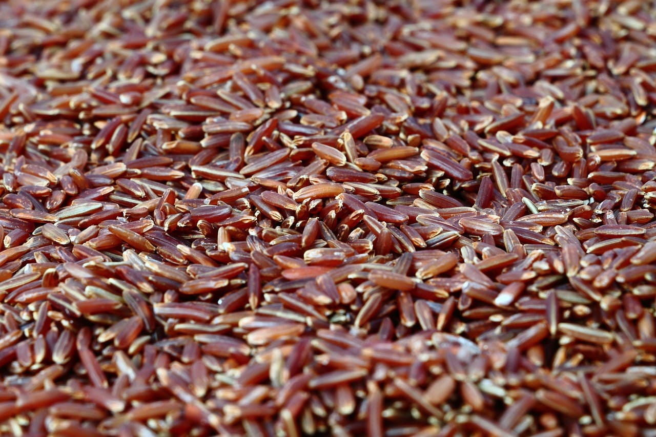 Riz rouge, qui permet de fabriquer la levure de riz rouge, bienfaits et effets secondaires.