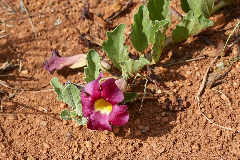 Fleur d'harpagophytum, bienfaits et vertus.