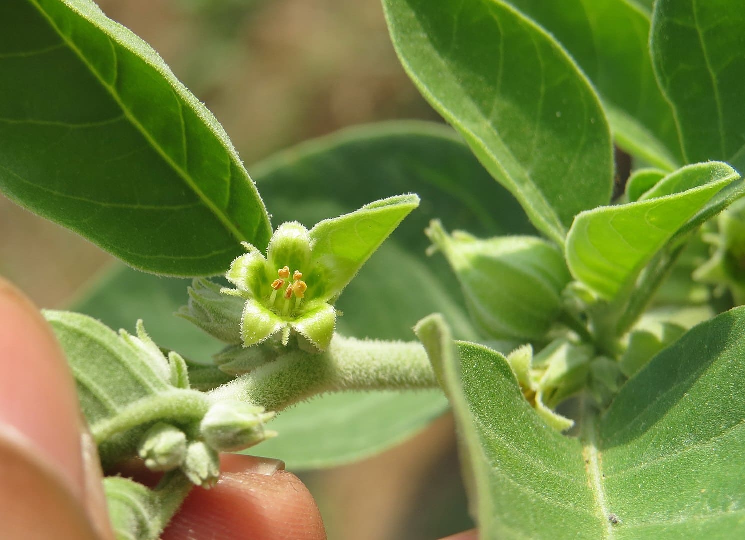 Ashwagandha en fleur : notre avis sur cette plante utilisée en complément alimentaire.