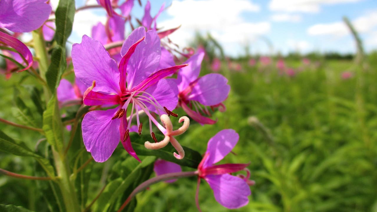 Épilobe en fleur, plante intéressante pour la prostate.