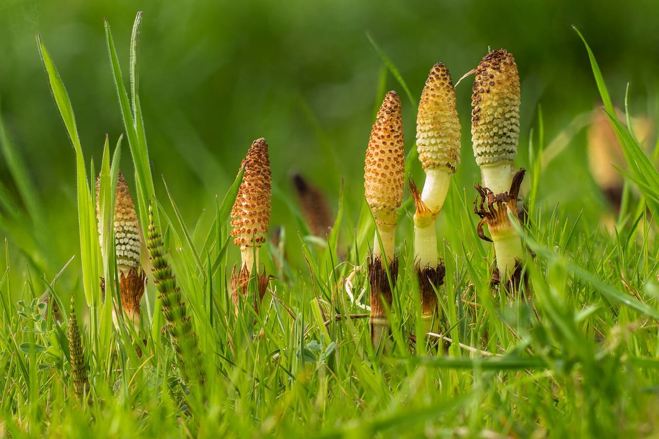 Photo de prêle des champs : bienfaits et vertus de cette plante.