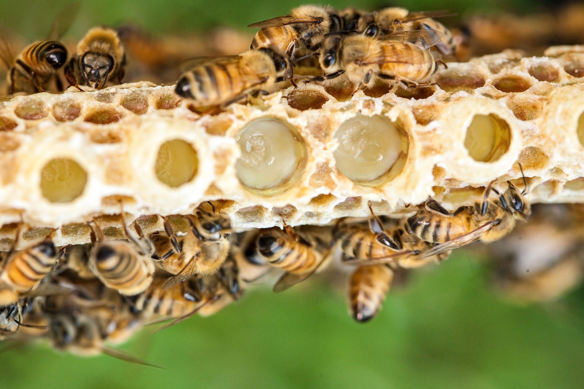 Photo d'abeilles et de gelée royale.