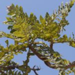 Feuilles de Boswellia Serrata : bienfaits et vertus de cet arbre.