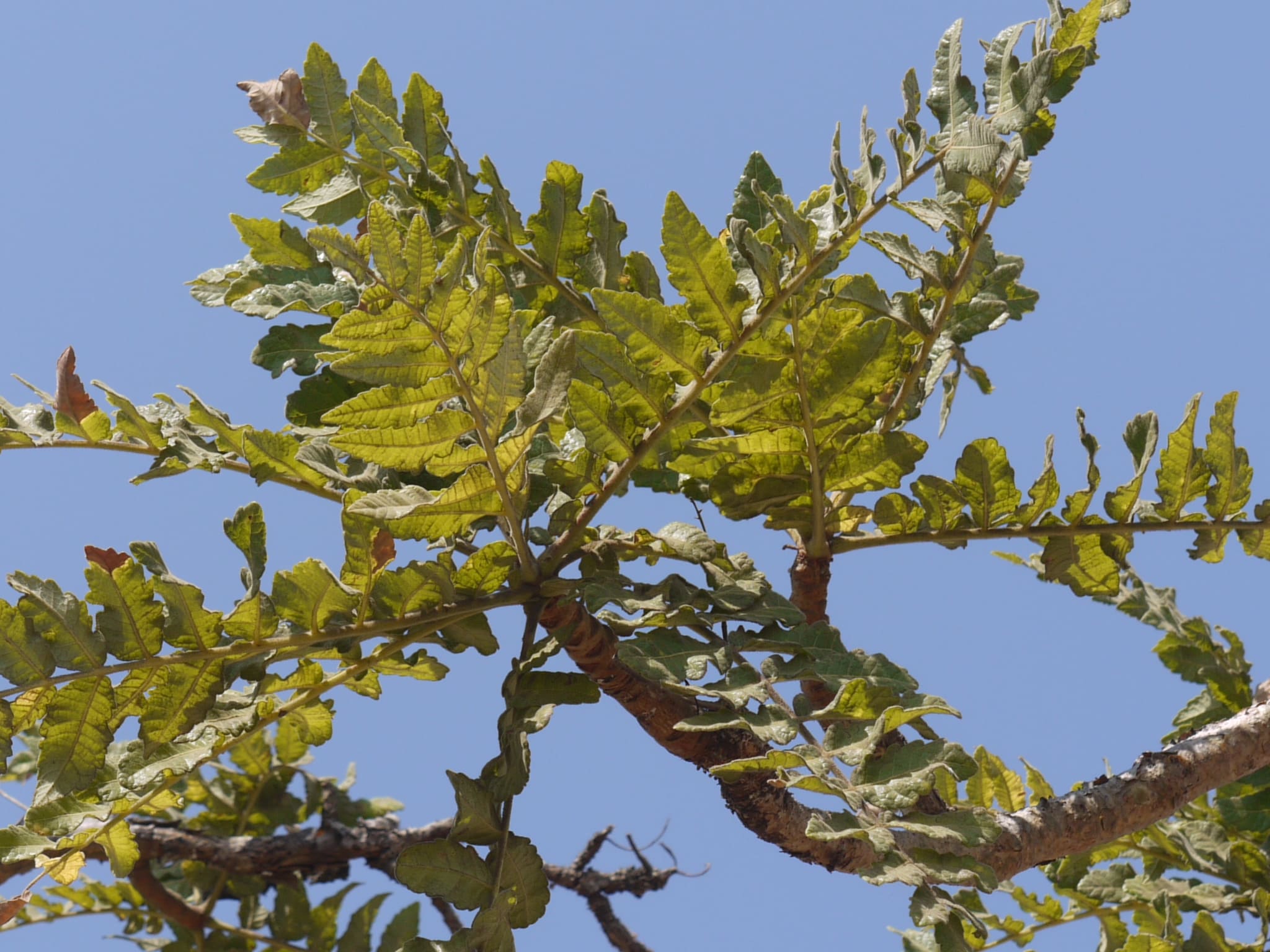 Feuilles de Boswellia Serrata : bienfaits et vertus de cet arbre.