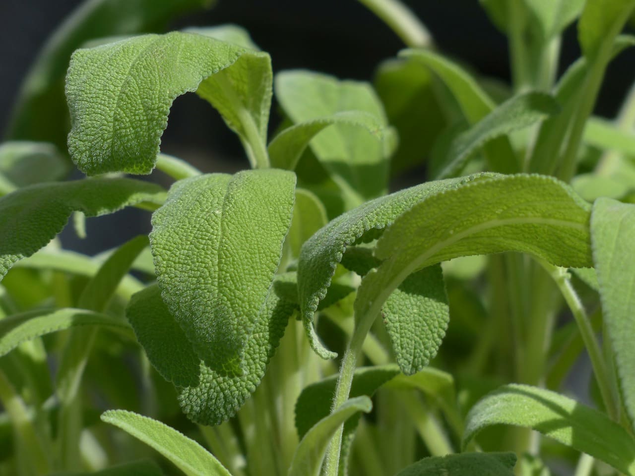 Sauge Officinale pour tisanes et infusions 