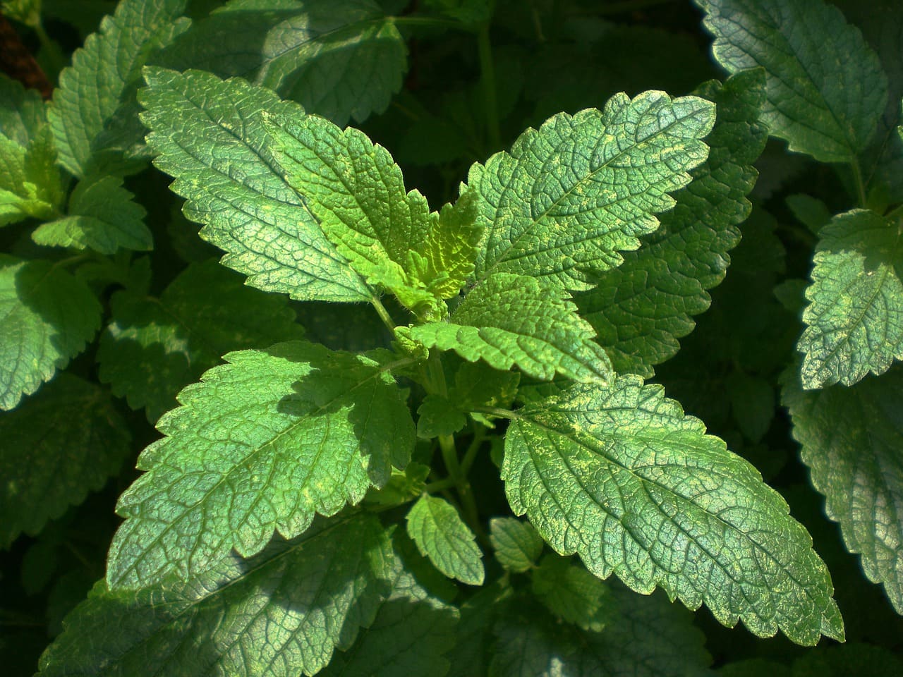 Feuilles de mélisse : bienfaits et vertus de cette plante.