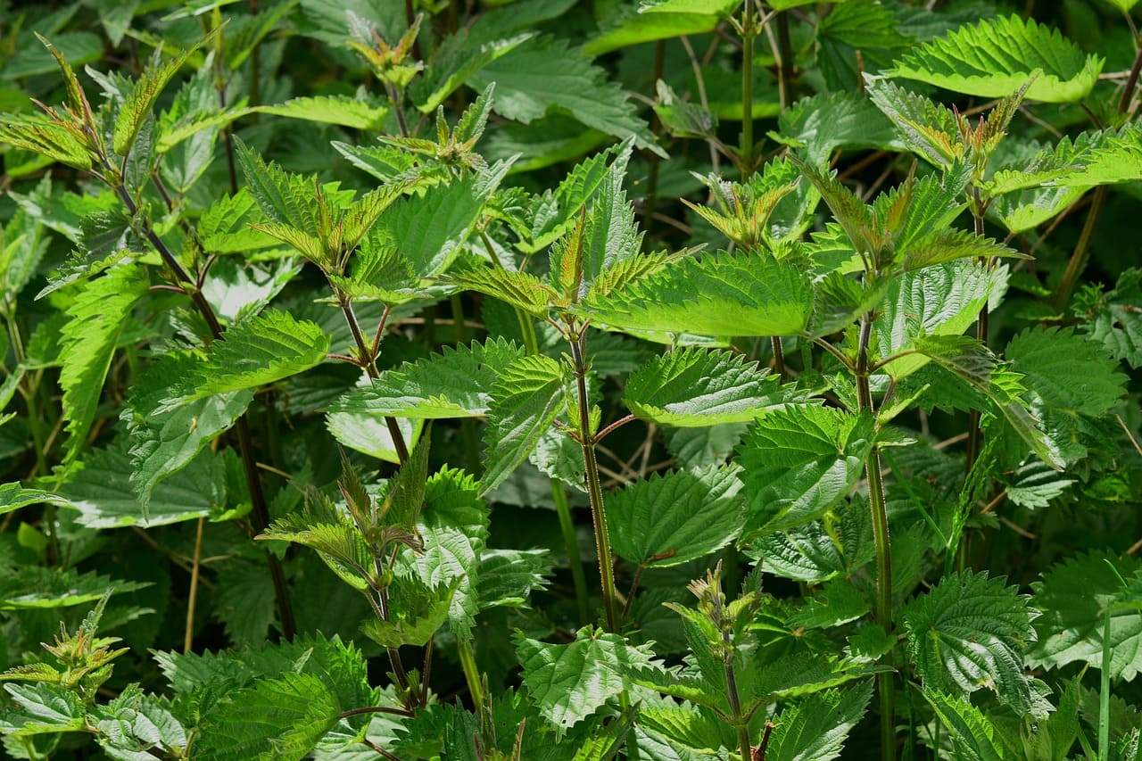 Ortie (dioïque) : bienfaits, tisane, dangers